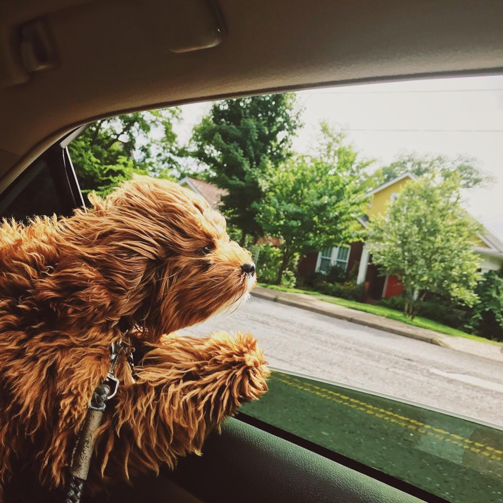 Albuquerque Cavapoo Pup