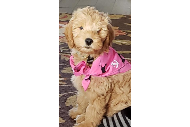 Mini Goldendoodle Puppy for Adoption