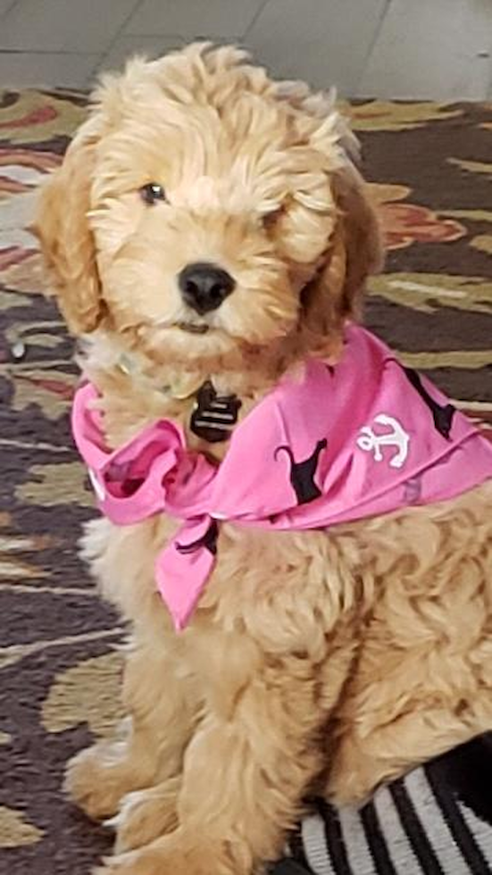 Petite Mini Goldendoodle Poodle Mix Pup