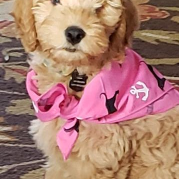 Petite Mini Goldendoodle Poodle Mix Pup