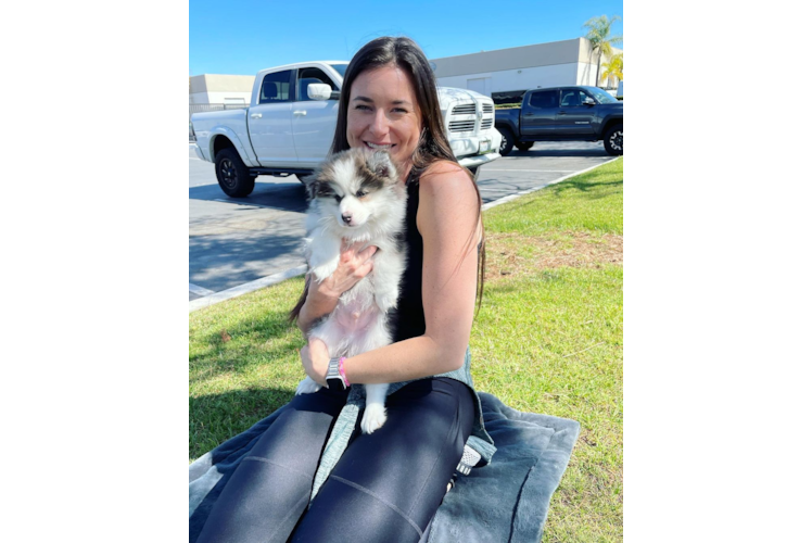 Cute Pomsky Baby