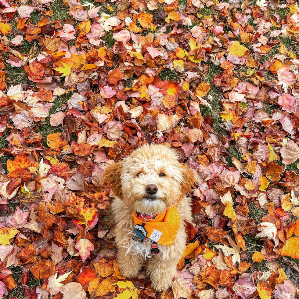 Playful Poodle Pup