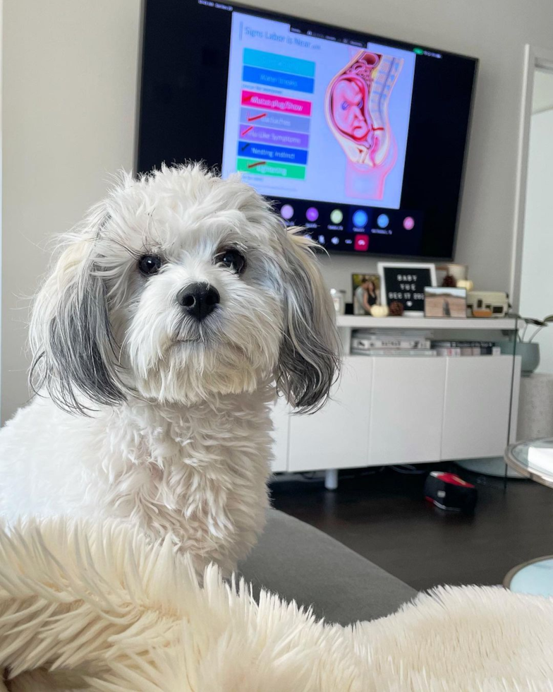 Playful Shichon Designer Pup