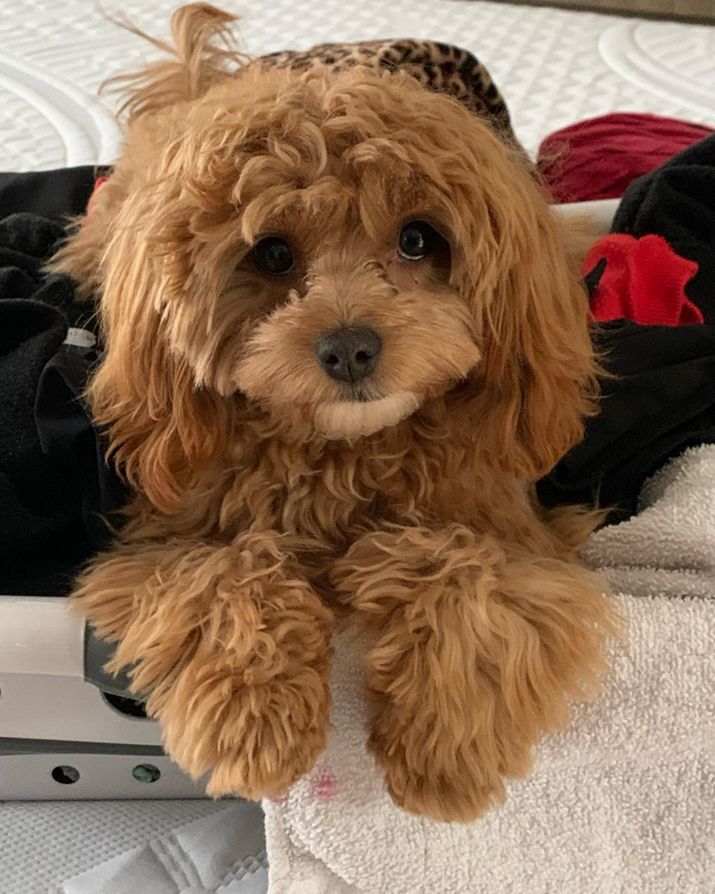 Cute Cavapoo Pup in Johns Creek GA