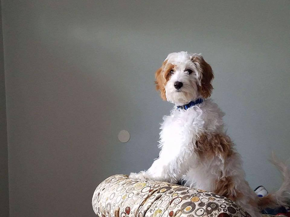 Cavapoo Puppy for Adoption