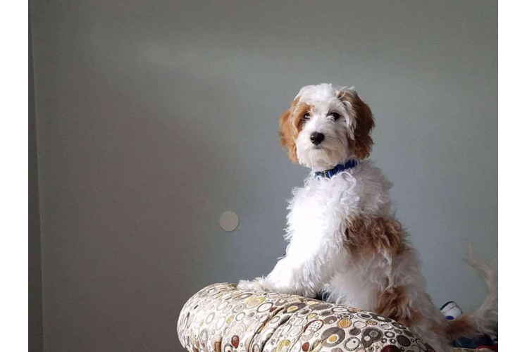 Cavapoo Puppy for Adoption