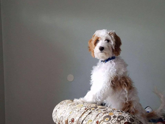 Friendly Cavapoo Pup in Comumbus OH