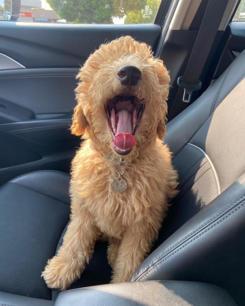 San Jose Mini Goldendoodle Pup