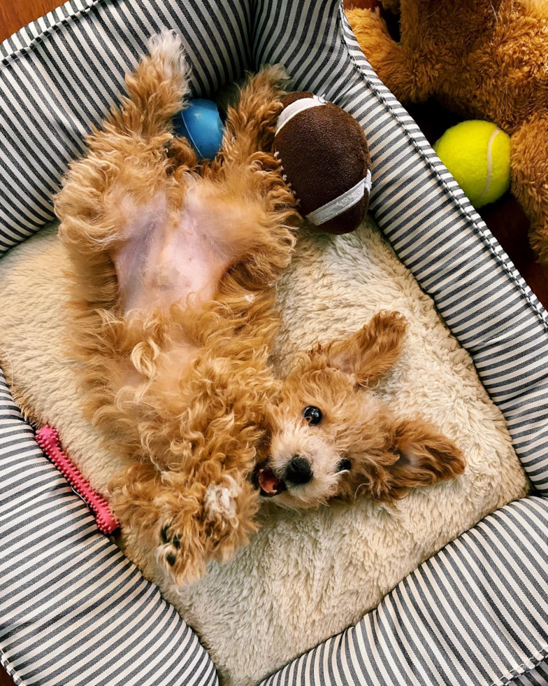 Fluffy Poochon Poodle Mix Pup