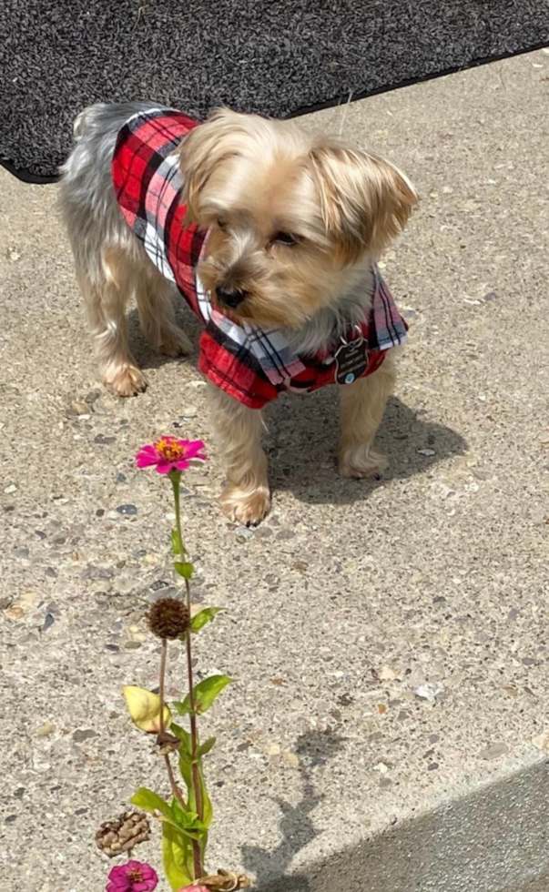 Yorkshire Terrier Being Cute