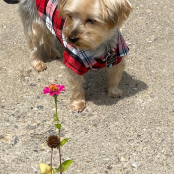 Yorkshire Terrier Being Cute