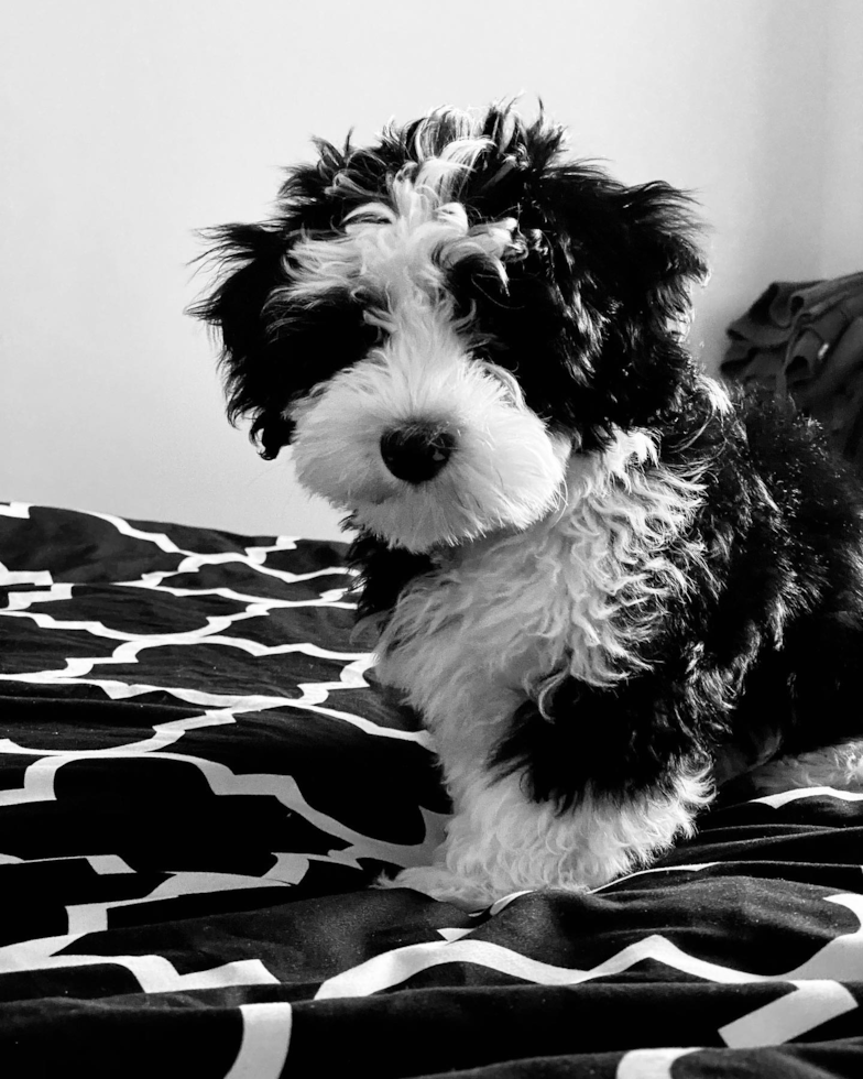 Friendly Mini Sheepadoodle Pup in Nashville TN