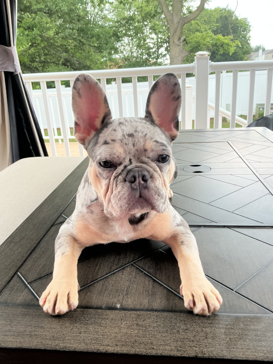 French Bulldog