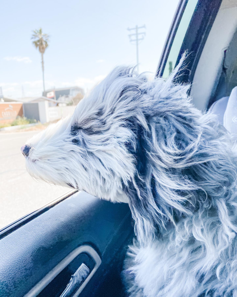 Mini Sheepadoodle Being Cute