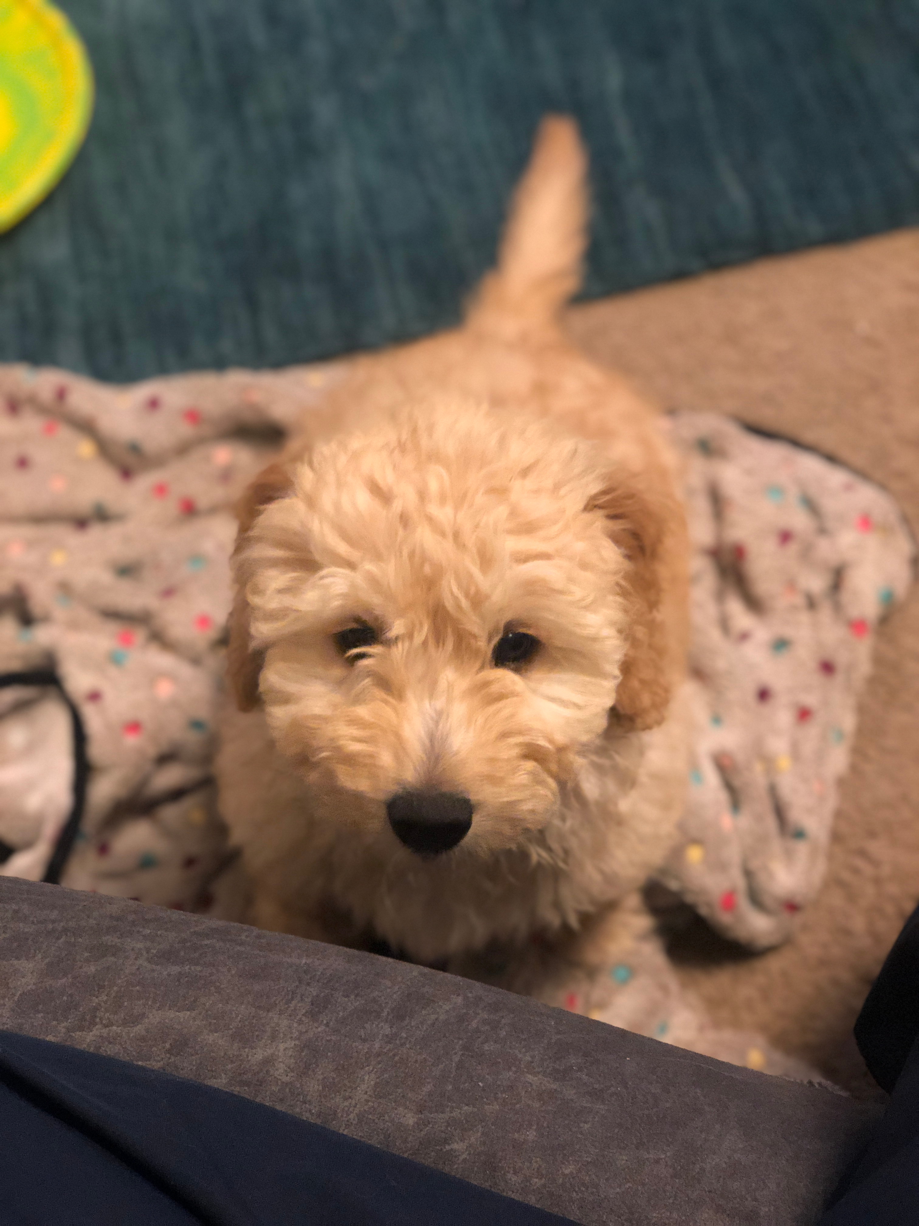 Mini Goldendoodle Pup Being Cute