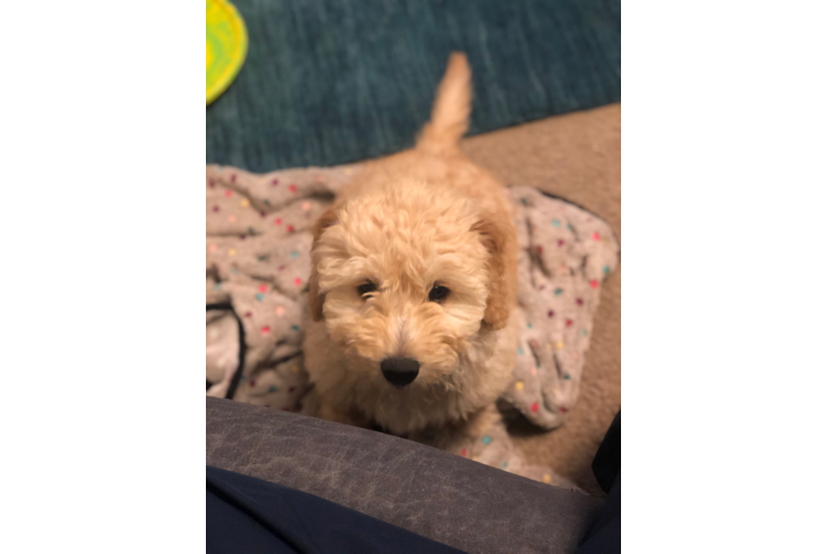 Mini Goldendoodle Pup Being Cute