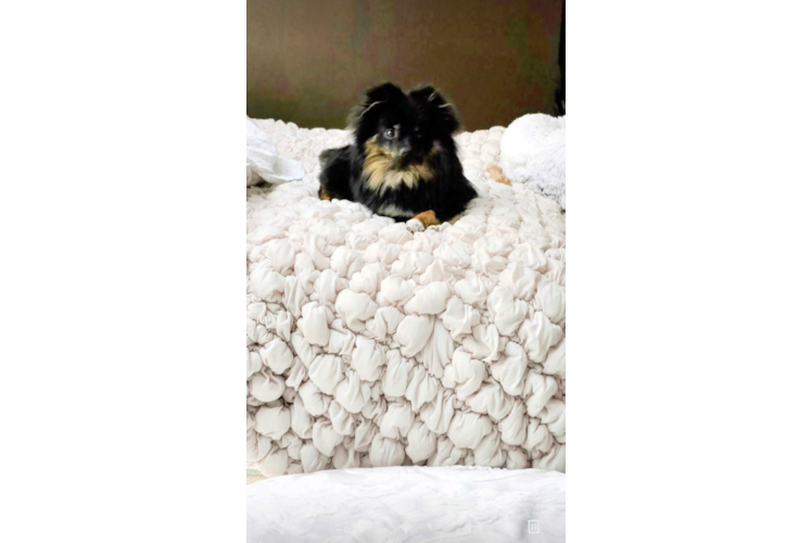 Akc Registered Pomeranian Purebred Pup