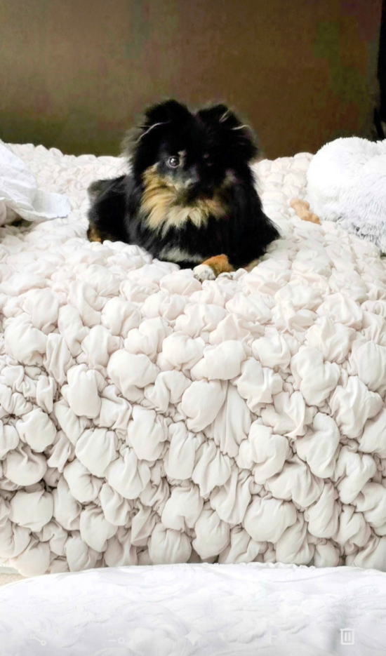 Energetic Dwarf Spitz Purebred Pup
