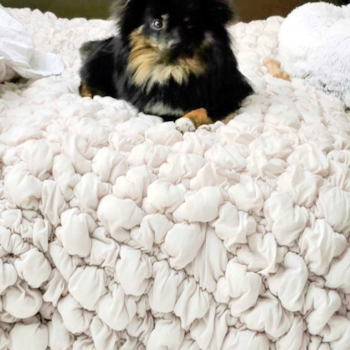 Energetic Dwarf Spitz Purebred Pup