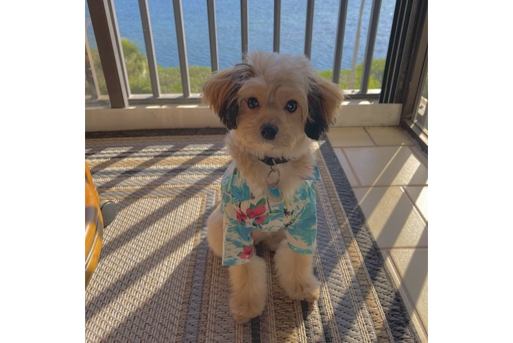 Best Mini Aussiedoodle Baby