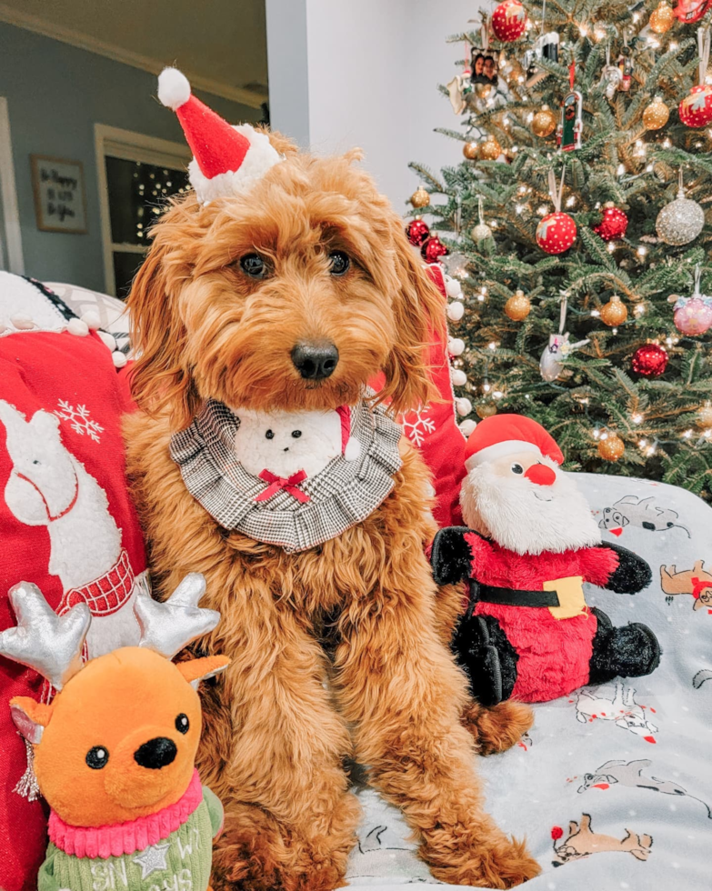 Mini Goldendoodle Being Cute