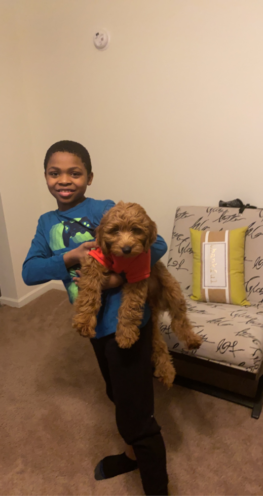 Playful Golden Retriever Poodle Mix Pup