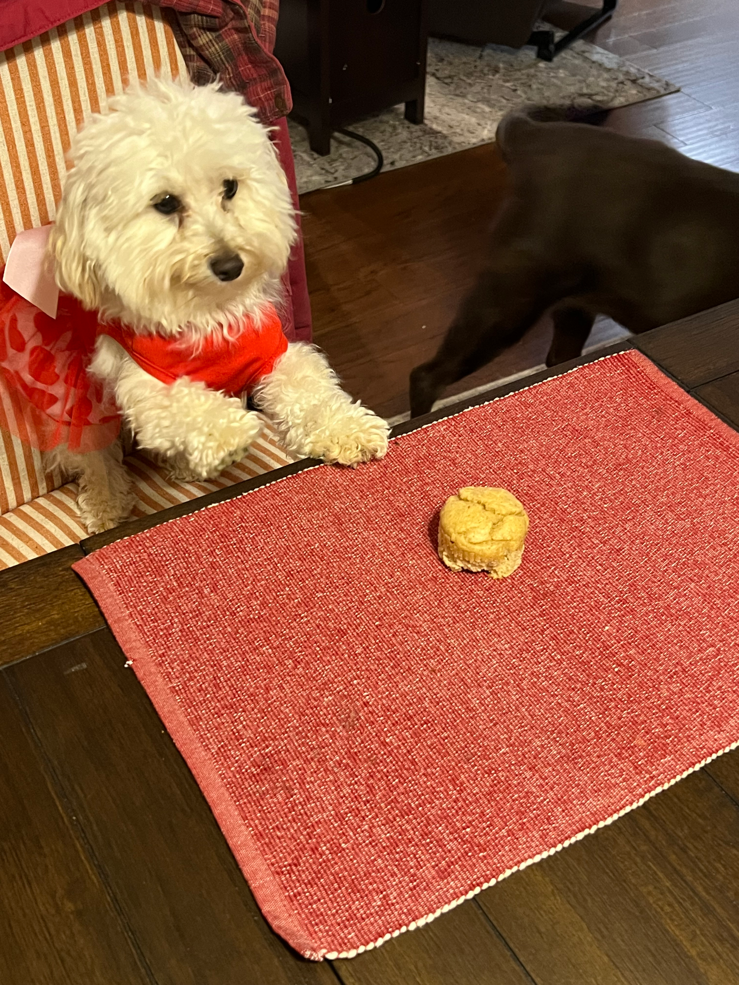Energetic Maltepoo Poodle Mix Puppy