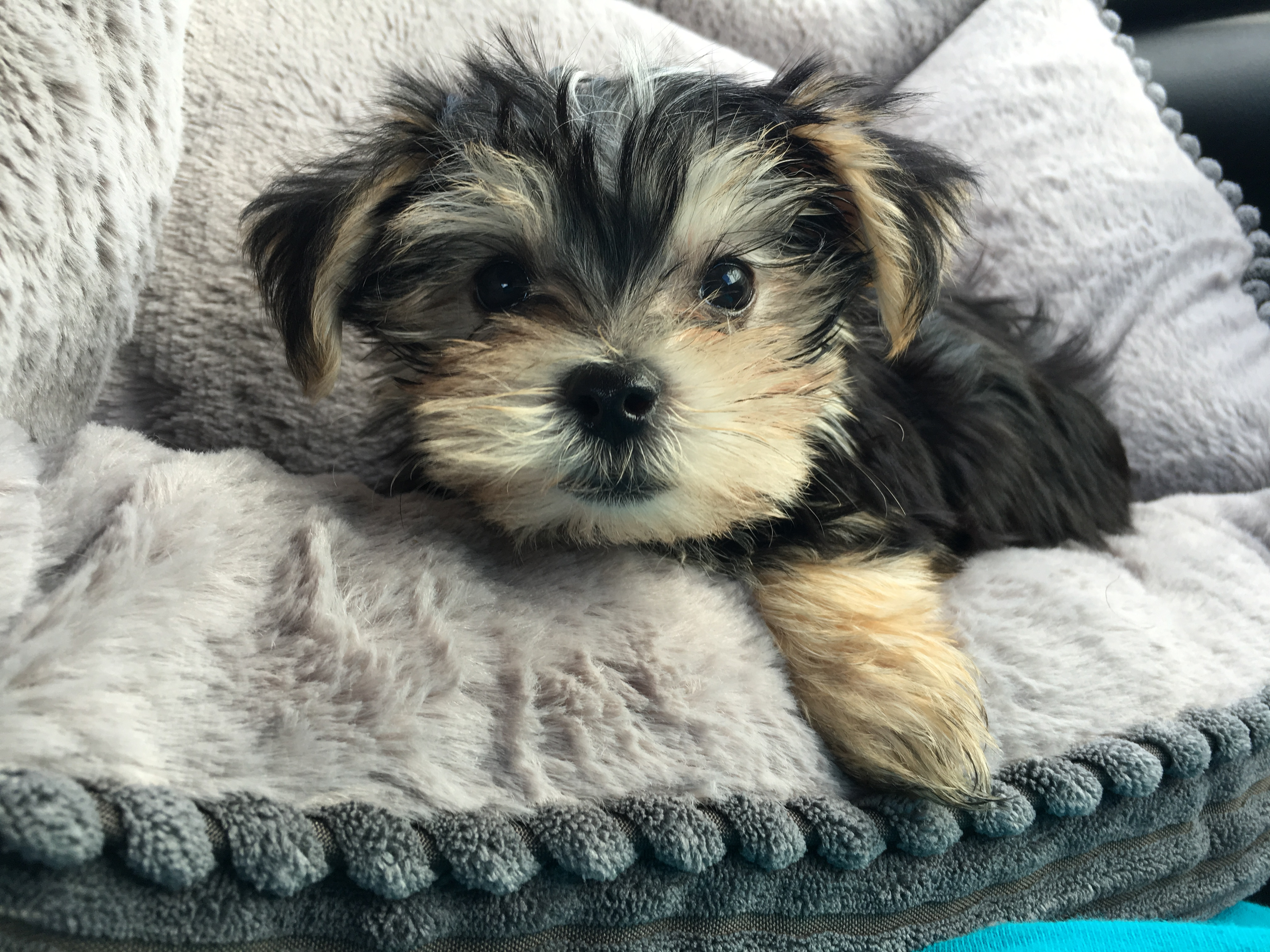Best Morkie Baby