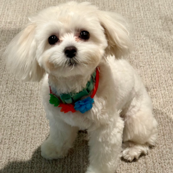 Sweet Maltipoo Pup in