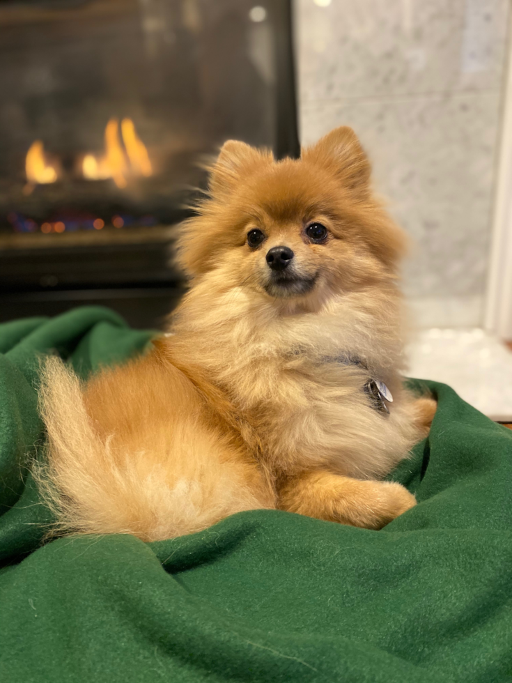 Akc Registered Pomeranian Purebred Pup