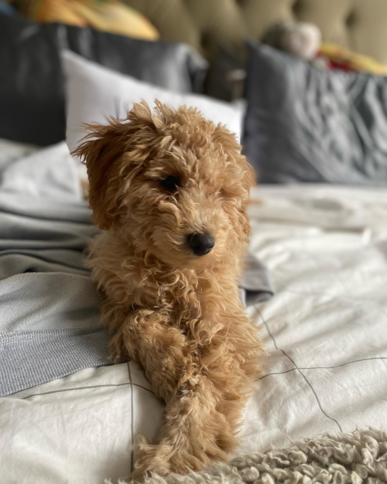 New York Mini Goldendoodle Pup