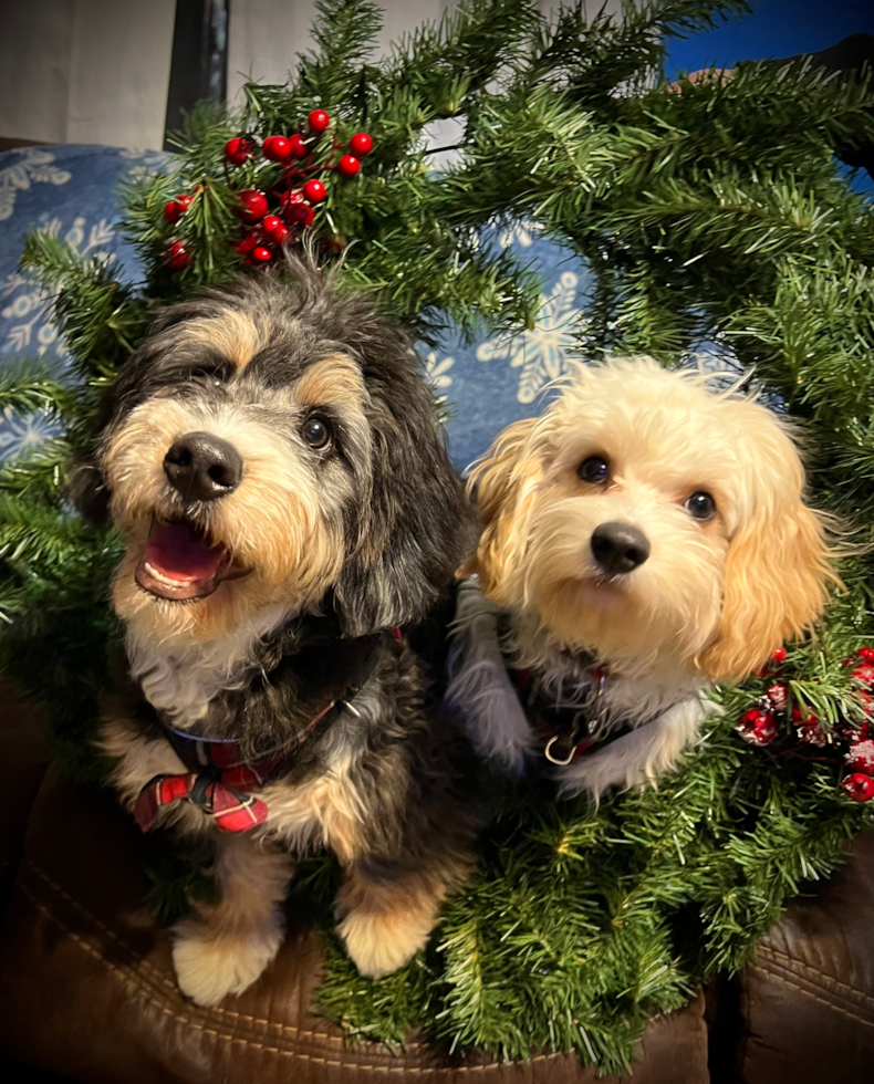 Haverhill Mini Bernedoodle Pup