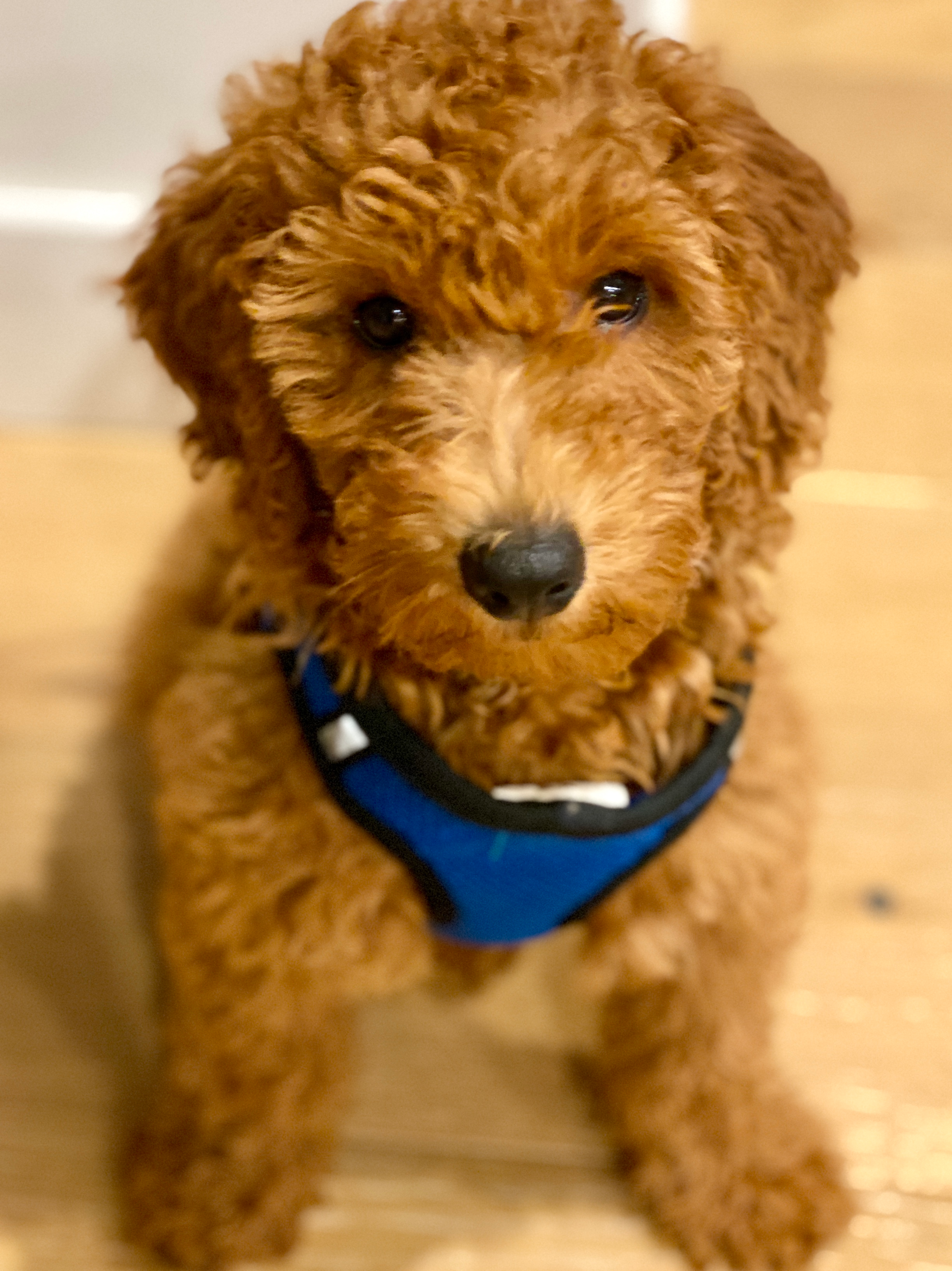 Mini Goldendoodle Pup Being Cute