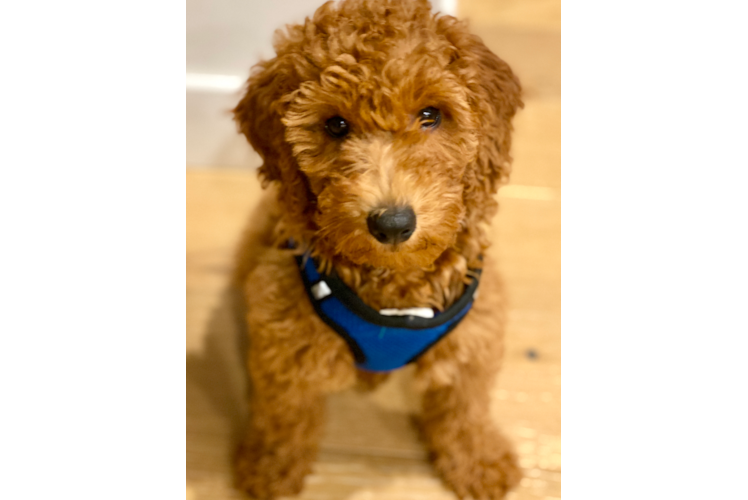 Mini Goldendoodle Pup Being Cute