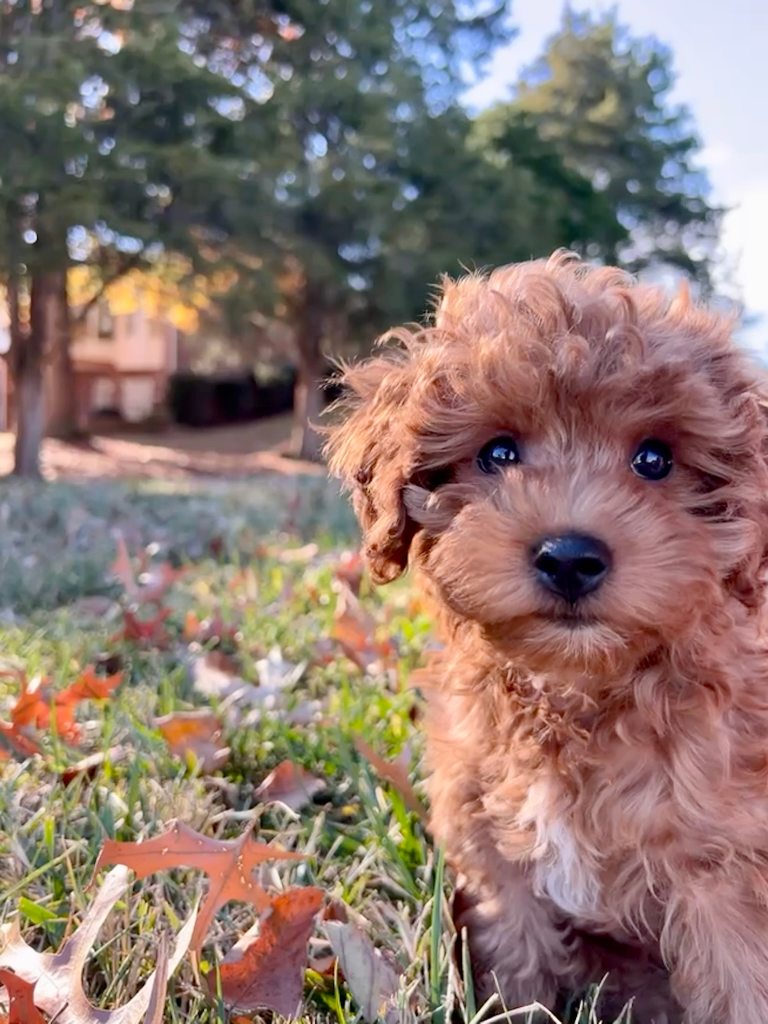Cavapoo Pup Being Cute