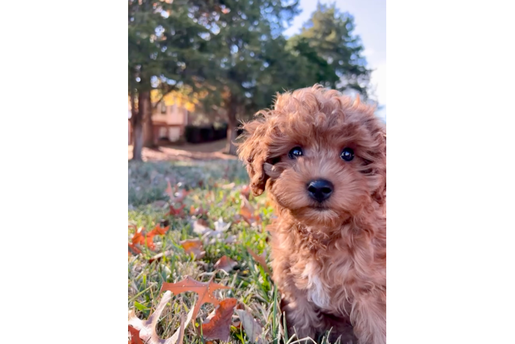 Cavapoo Pup Being Cute