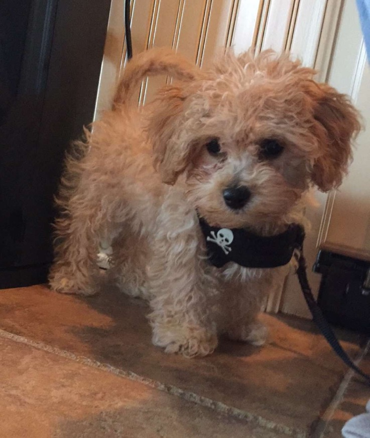 Happy Mini Goldendoodle Baby