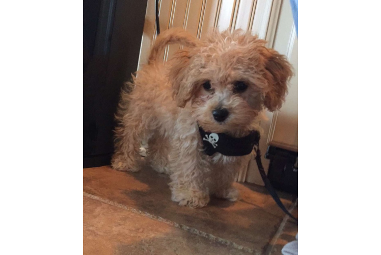 Happy Mini Goldendoodle Baby