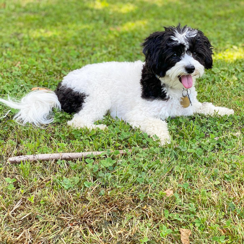 Hypoallergenic Havanese Pup