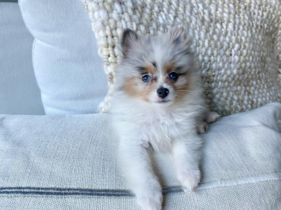 San Francisco Pomeranian Pup