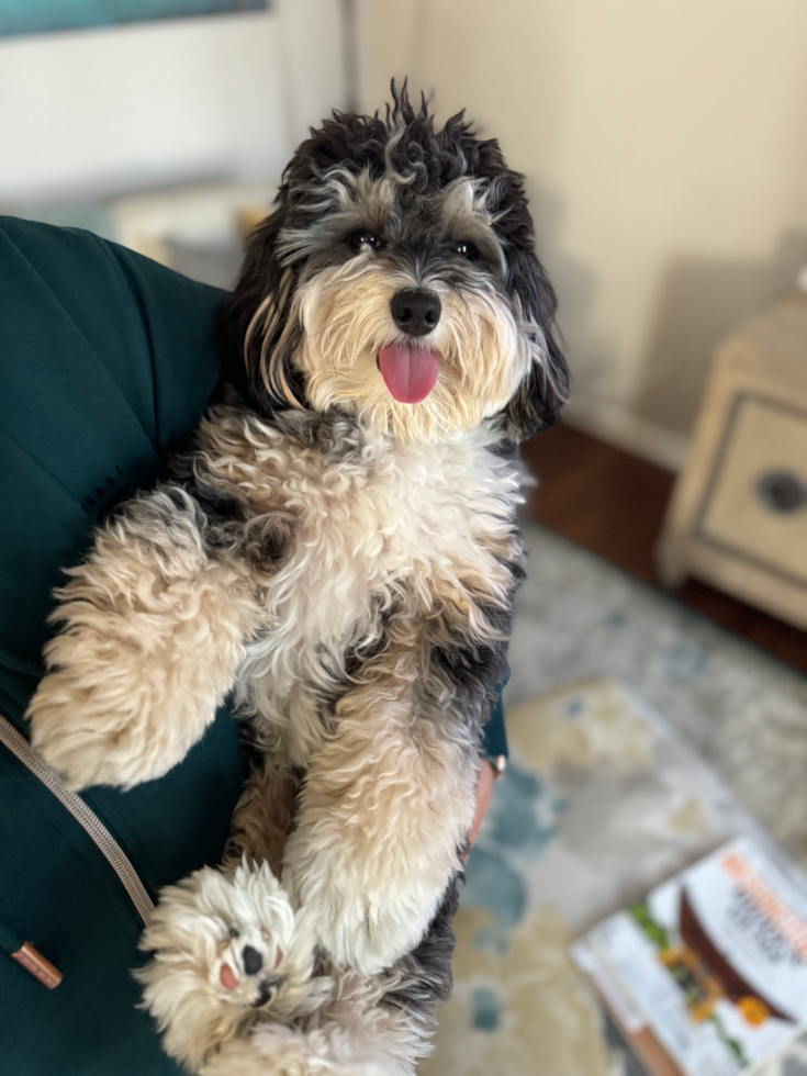 Mini Aussiedoodle Being Cute