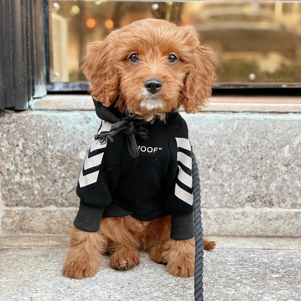 Cute Cavapoo Pup