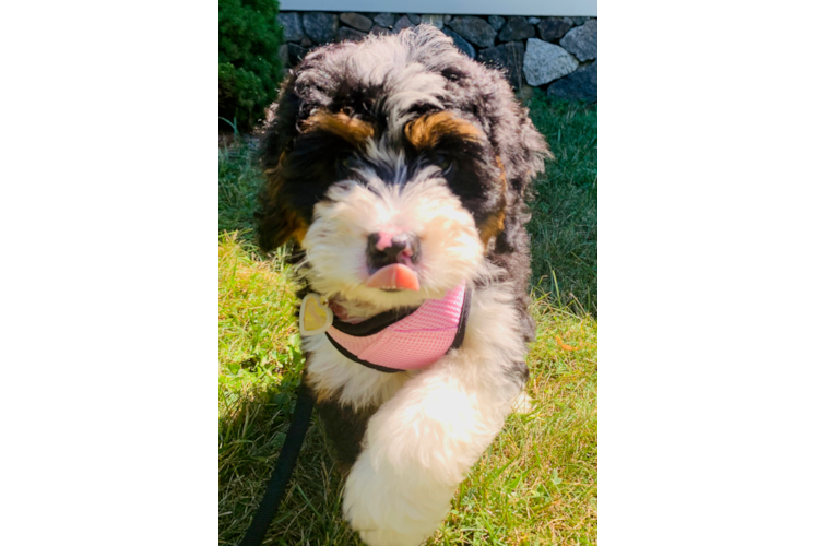 Mini Bernedoodle Pup Being Cute