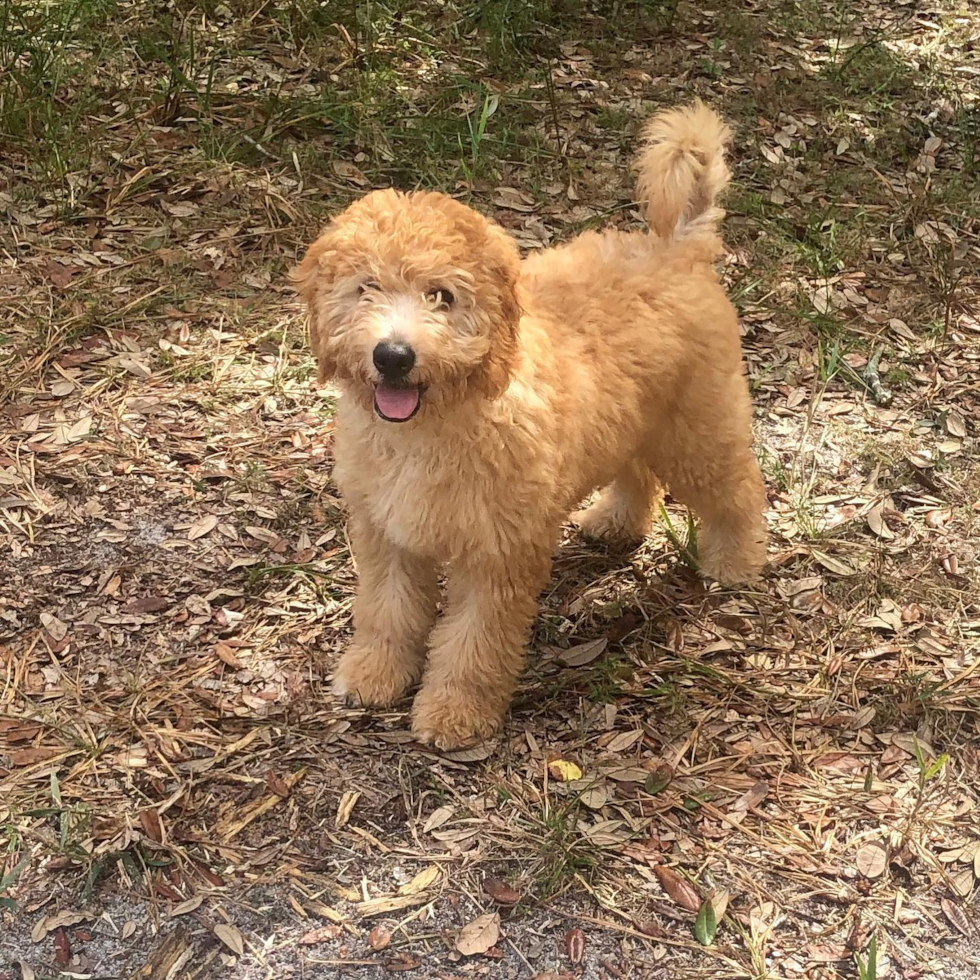 Small Mini Goldendoodle Pup