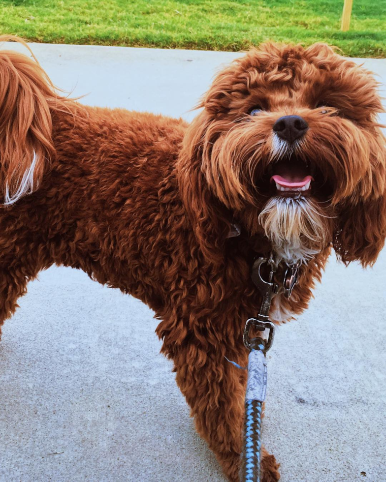 Smart Cavapoo Poodle Mix Pup