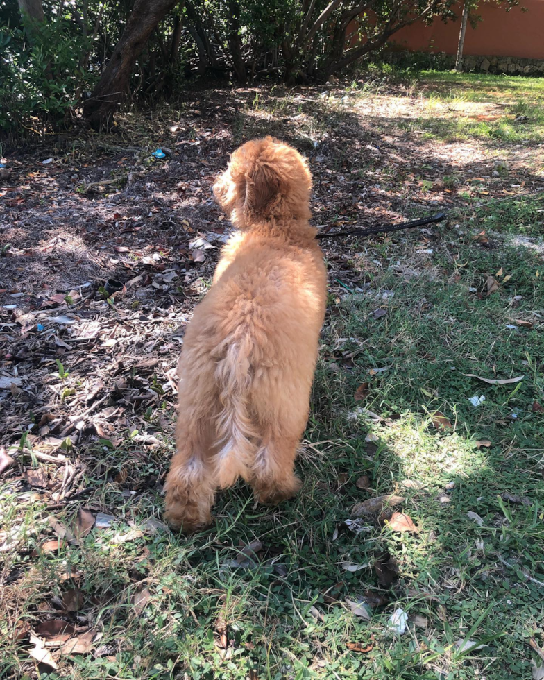 Small Mini Goldendoodle Pup