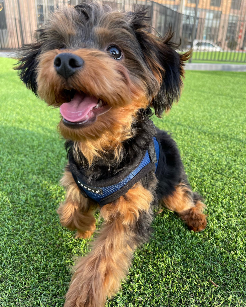 Friendly Yorkie Poo Pup in Jersey City NJ