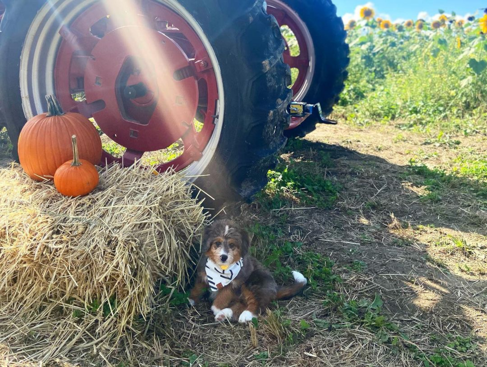 Mini Bernedoodle Being Cute