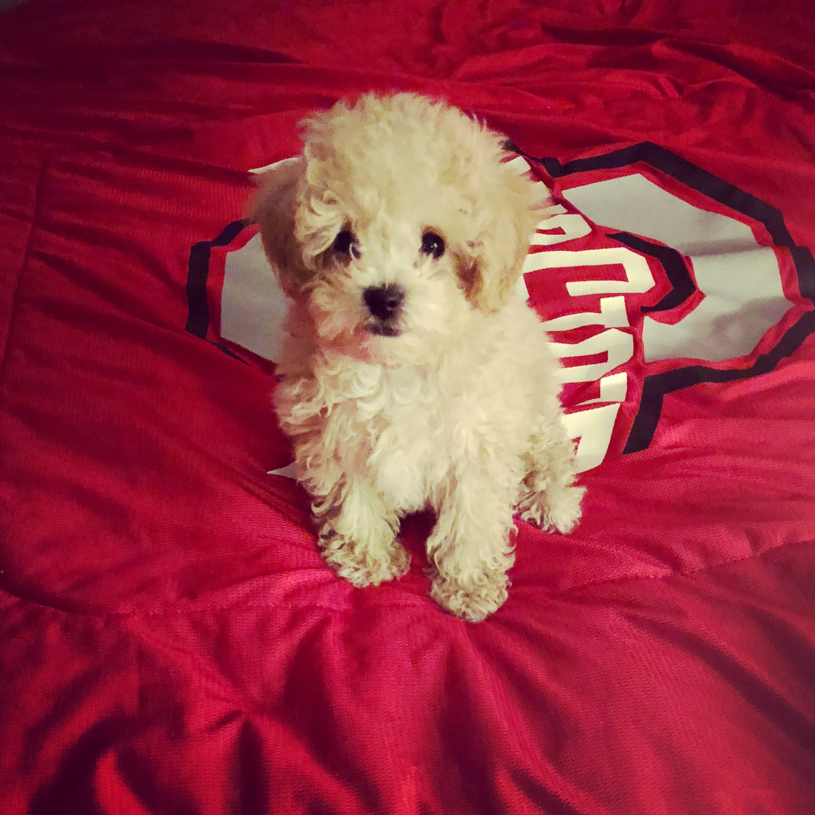 Fluffy Maltipoo Poodle Mix Pup