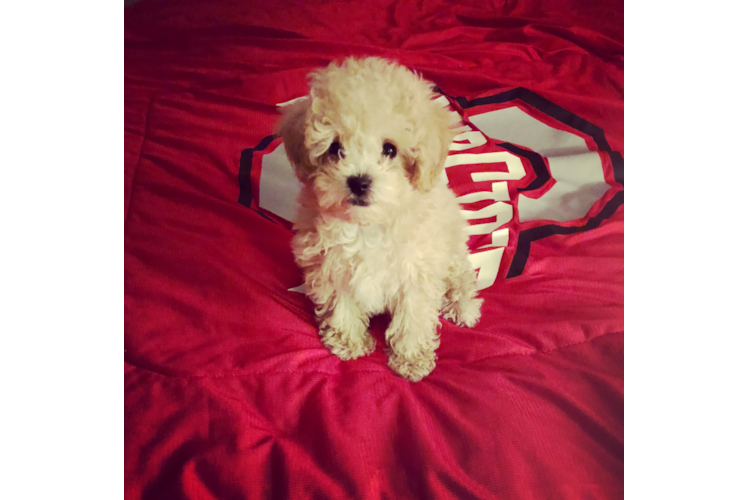 Fluffy Maltipoo Poodle Mix Pup